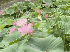 -洪湖生态旅游区