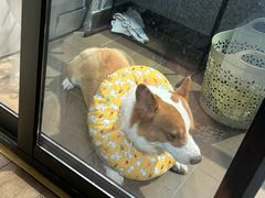 -佳雯宠物医院·皮肤科·内外科(春晓路分院)