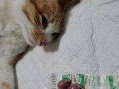-灵美宠物诊所