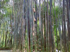 -望江楼公园