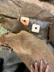 -Zoolung Zoolung动物主题公园(海信广场店)