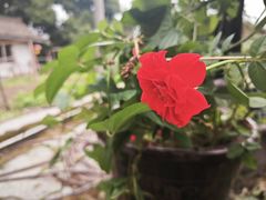 -周老三跷脚牛肉·全牛火锅(非遗传承店)