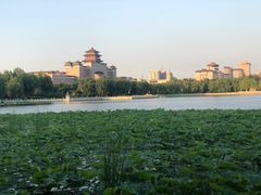 -莲花池公园