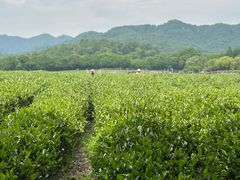 -中国茶叶博物馆(双峰馆区)