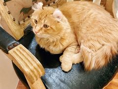 -猫小院猫主题餐厅(南锣旗舰店)