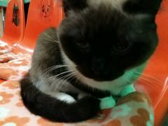 -猫咪博物馆(顶澳仔猫街店)