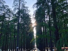 -渌洋湖湿地公园