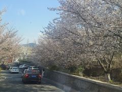 -樱花山风景区