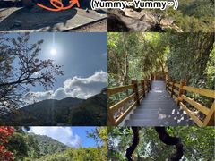 -海南霸王岭国家森林公园