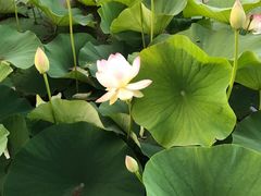 -墨尔本皇家植物园