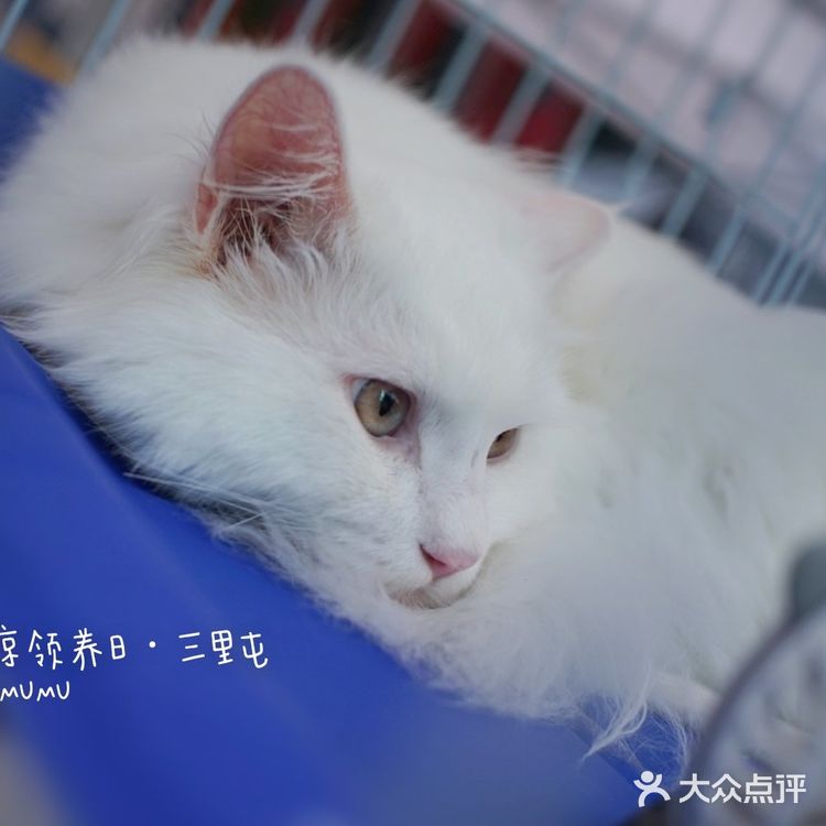 太可爱！连孙俪娘娘都为他们站台