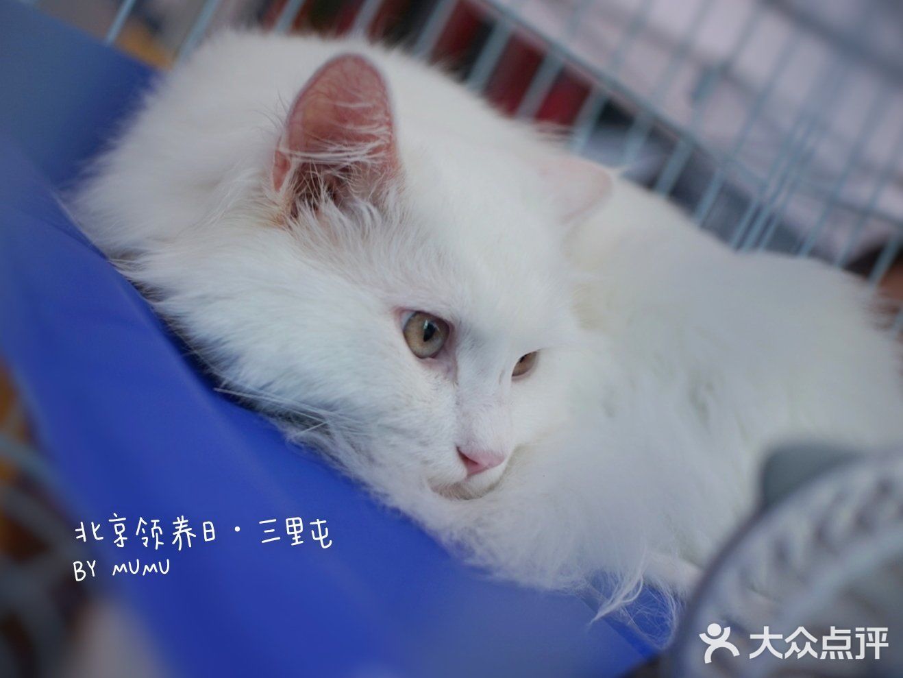 太可爱！连孙俪娘娘都为他们站台