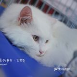 太可爱！连孙俪娘娘都为他们站台