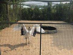 -盐城丹顶鹤湿地生态旅游区