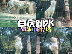 -广州长隆野生动物世界