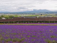 -富田农场