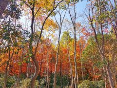 -上海海湾国家森林公园