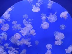 -江和美海洋公园
