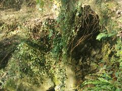 -花岩国家森林公园