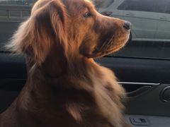 -派多格宠物·购宠(靛厂路店)