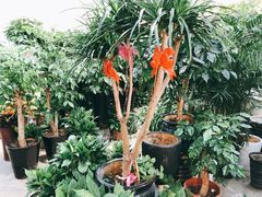 -双季花艺园艺市场(浦东店)