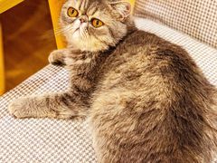 -滚猫咖啡·猫咖·猫友好撸猫(未来城店)