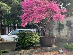 -大可堂普洱茶馆(襄阳南路馆)