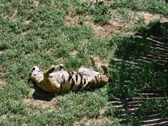 -西霞口神雕山野生动物世界