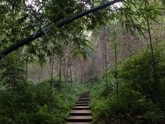 -芦沟竹海
