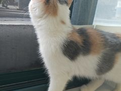 -喵的天空名猫咖啡馆·撸猫·猫舍·用品