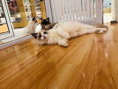 -momokira米努特·德文卷毛猫·棉花面纱犬