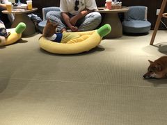 -逗柴咖啡屋·狗咖猫咖宠物桌游