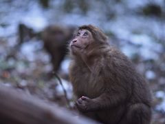 -九峰山
