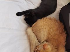 -中农大我爱我爱动物医院·核磁CT·猫病·24小时夜诊中心(石佛营店)