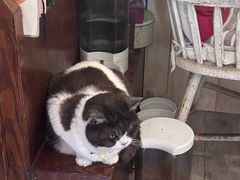 -海边的猫和咖啡馆