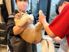 -PETKIT 小佩宠物·低压洗护·美容·寄养(安远店)