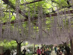 -嘉定紫藤园