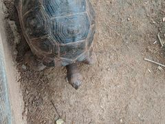 -海南热带野生动植物园
