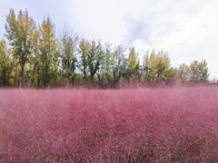 -汉长安城未央宫国家考古遗址公园