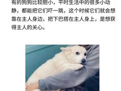 -翊宠yipet猫狗购宠庄园犬舍•猫舍