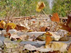 -合肥滨湖国家森林公园