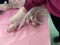 -北京观赏动物医院·24小时大型综合·猫专科·异宠专科