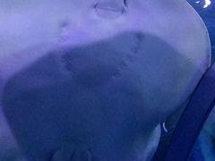 -芜湖新华联大白鲸海洋公园