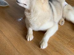 -Husky Go! 哈士奇体验馆·宠物咖啡厅狗咖