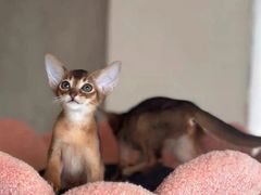 -猫十亿·布偶金渐层·曼基康矮脚猫舍(青年路店)