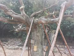 -草庵摩尼教遗址公园