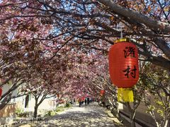 -莱阳濯村樱花园