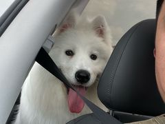 -翊宠yipet猫狗购宠庄园犬舍•猫舍