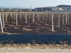 -北京张裕爱斐堡酒庄