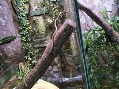 -上海大自然野生昆虫馆(东方明珠·爬宠昆虫探索中心)